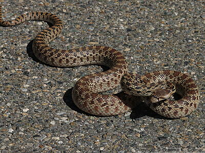 Gophersnake (Pituophis catenifer) - Gopher Snake