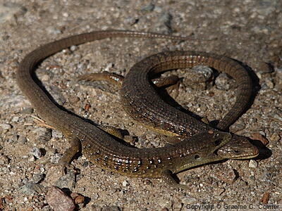 Northern Alligator Lizard (Elgaria coerulea) - Adults