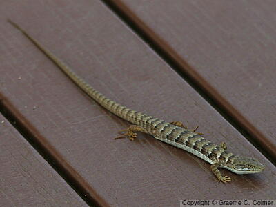 Southern Alligator Lizard (Elgaria multicarinata) - Adult