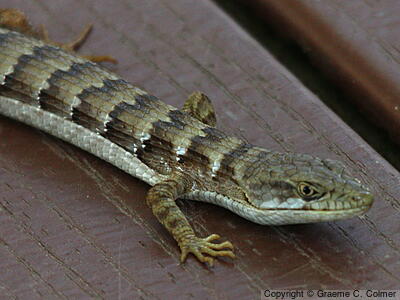 Southern Alligator Lizard (Elgaria multicarinata) - Adult