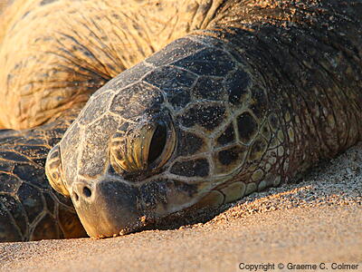 Green Sea Turtle (Chelonia mydas) - Adult