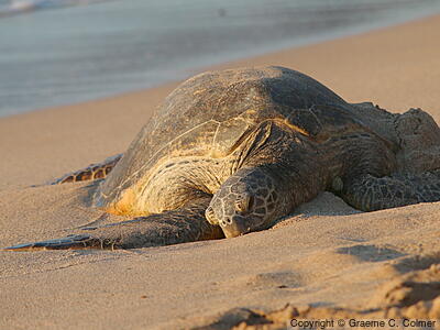 Green Sea Turtle (Chelonia mydas) - Adult