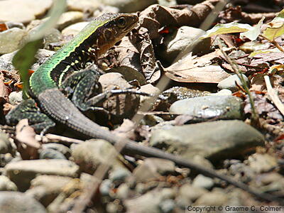 Cocha Whiptail (Kentropyx altamazonica) - Adult