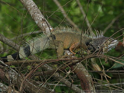 Green Iguana (Iguana iguana) - Adult