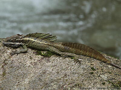 Common Basilisk (Basiliscus basiliscus) - Adult male