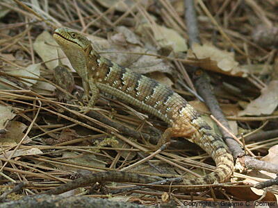 Southern Alligator Lizard (Elgaria multicarinata) - Adult
