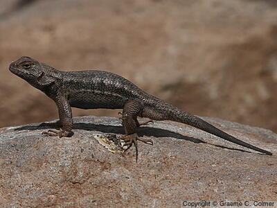 Western Fence Lizard (Sceloporus occidentalis) - Adult (Great Basin)