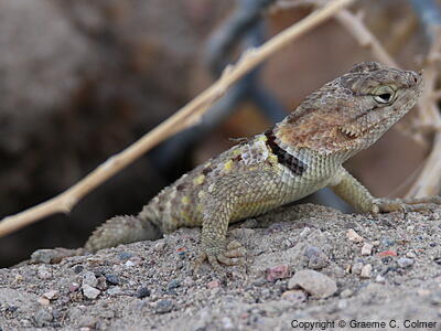 Desert Spiny Lizard (Sceloporus magister) - Adult female