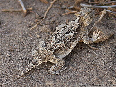Desert Horned Lizard (Phrynosoma platyrhinos) - Adult