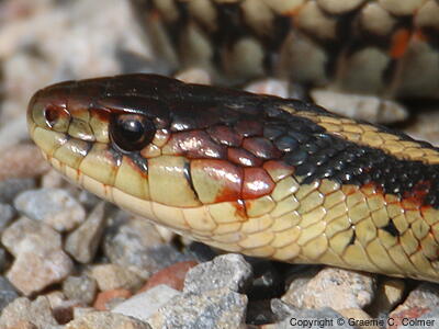 Common Gartersnake (Thamnophis sirtalis) - Adult (Valley)