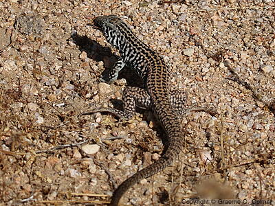 Western Whiptail (Aspidoscelis tigris) - Adult