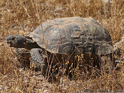 Mojave Desert Tortoise (Gopherus agassizii) - Adult Female