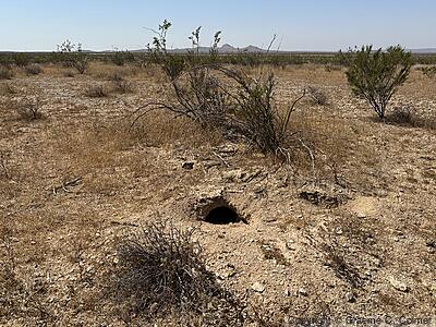 Mojave Desert Tortoise (Gopherus agassizii) - Burrow