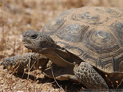 Mojave Desert Tortoise (Gopherus agassizii) - Adult Female