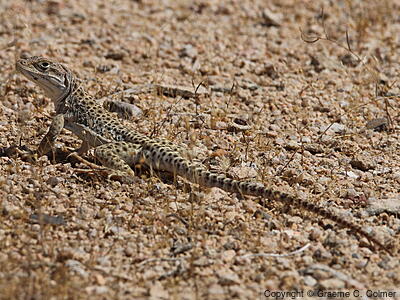 Longnose Leopard Lizard (Gambelia wislizenii) - Adult
