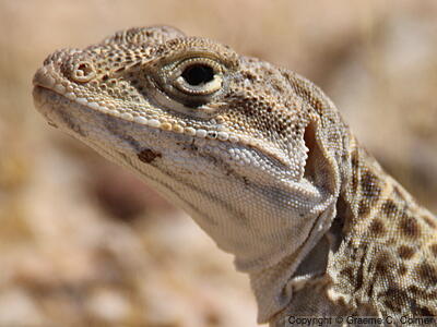 Longnose Leopard Lizard (Gambelia wislizenii) - Adult