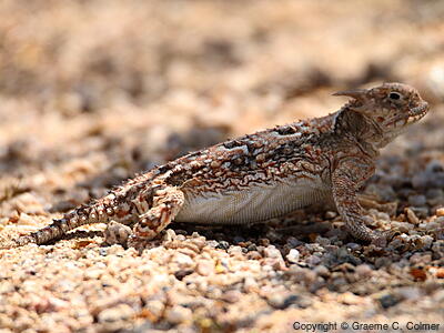 Desert Horned Lizard (Phrynosoma platyrhinos) - Adult