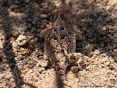 Desert Horned Lizard (Phrynosoma platyrhinos) - Adult
