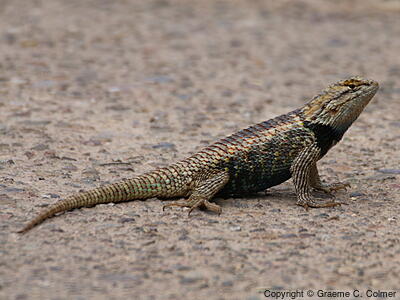 Desert Spiny Lizard (Sceloporus magister) - Adult male