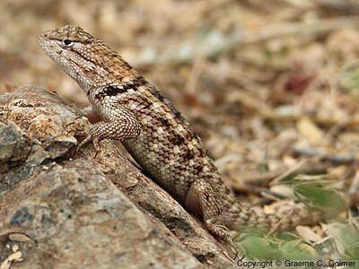 Desert Spiny Lizard (Sceloporus magister) - Adult female
