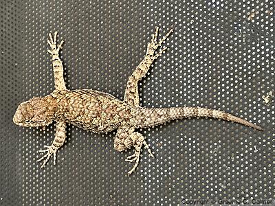 Clark's Spiny Lizard (Sceloporus clarkii) - Adult