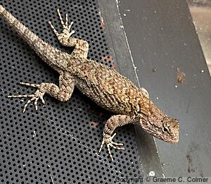 Clark's Spiny Lizard (Sceloporus clarkii) - Adult