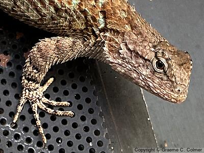 Clark's Spiny Lizard (Sceloporus clarkii) - Adult