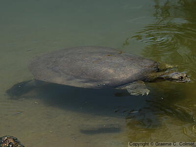 Spiny Softshell Turtle (Apalone spinifera) - Adult