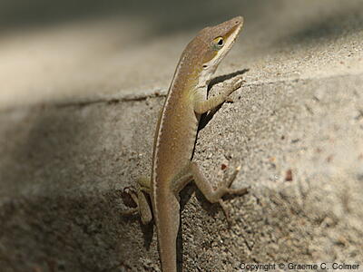 Green Anole (Anolis carolinensis) - Adult