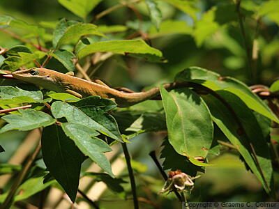 Green Anole (Anolis carolinensis) - Adult