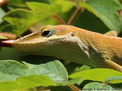 Green Anole (Anolis carolinensis) - Adult
