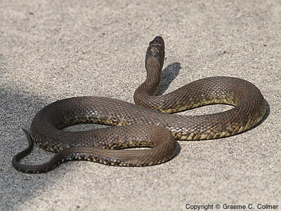 Mississippi Green Watersnake (Nerodia cyclopion) - Adult