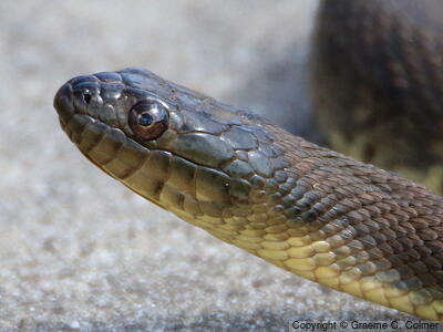 Mississippi Green Watersnake (Nerodia cyclopion) - Adult