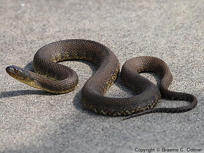 Mississippi Green Watersnake (Nerodia cyclopion) - Adult