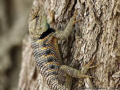 Desert Spiny Lizard (Sceloporus magister) - Adult male