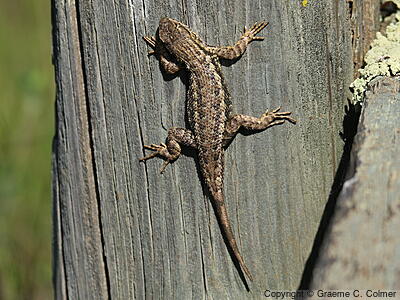 Western Fence Lizard (Sceloporus occidentalis) - Adult (Coast Range)