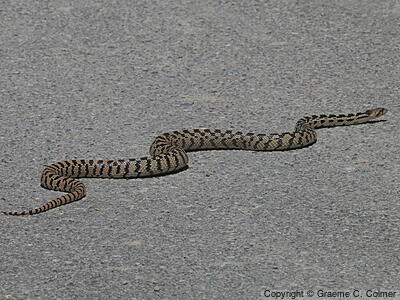 Gophersnake (Pituophis catenifer) - Gopher Snake