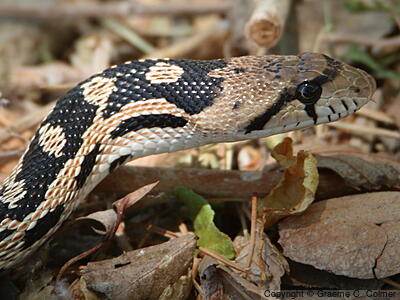 Gophersnake (Pituophis catenifer) - Gopher Snake