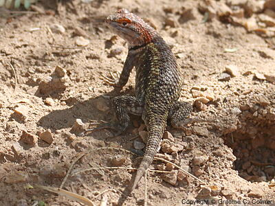 Yellow-backed Spiny Lizard (Sceloporus uniformis) - Breeding female