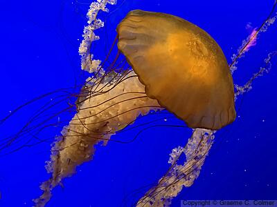 Chrysaora fuscescens - Adult