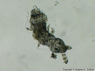 Milnesium tardigradum - Milnesium tardigradum