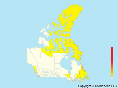 Dovekie (Alle alle) - Canada