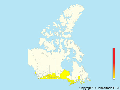 Grasshopper Sparrow (Ammodramus savannarum) - Canada