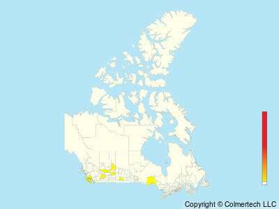 Snowy Plover (Anarhynchus nivosus) - Canada