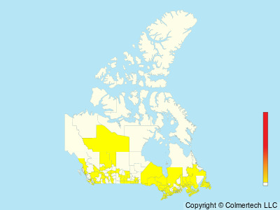 Western Cattle-Egret (Ardea ibis) - Canada