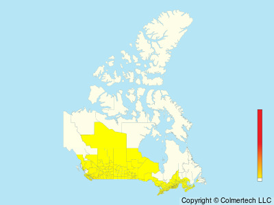 Cooper's Hawk (Astur cooperii) - Canada