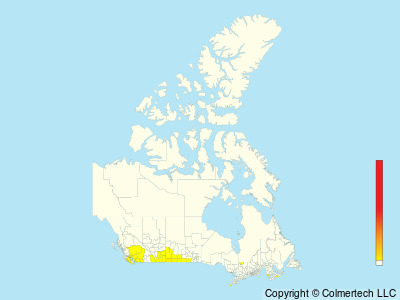 Burrowing Owl (Athene cunicularia) - Canada