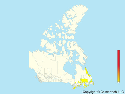 Barnacle Goose (Branta leucopsis) - Canada