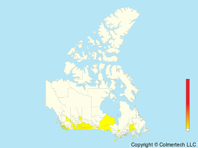 Lark Bunting (Calamospiza melanocorys) - Canada