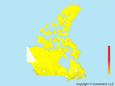Sanderling (Calidris alba) - Canada